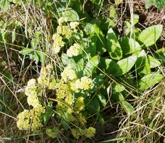 Hylotelephium maximum