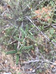 Ceanothus papillosus
