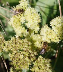 Hylotelephium maximum