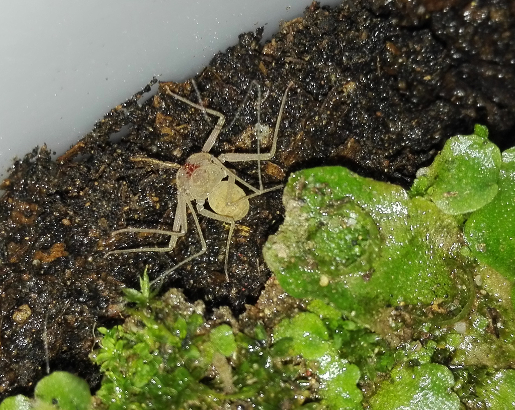 Charinus