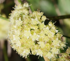 Hylotelephium maximum