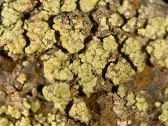 Lecanora epanora