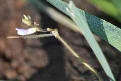 Amphicarpaea bracteata comosa