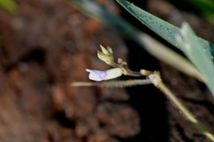 Amphicarpaea bracteata comosa