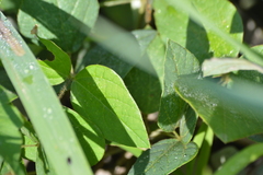 Amphicarpaea bracteata comosa