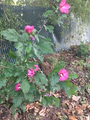 Hibiscus syriacus