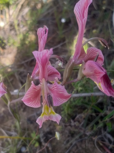 Image of Green Kalkoentjie (Gladiolus virescens) by (c) kevin koen, some rights reserved (CC BY-SA)