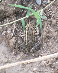 Lithobates yavapaiensis