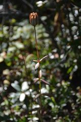 Lilieae