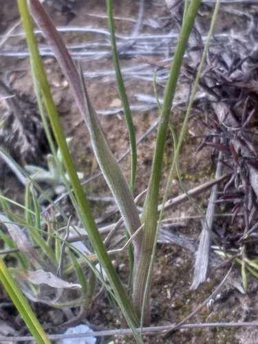 Image of Gladiolus virescens by (c) kevin koen, some rights reserved (CC BY-SA)