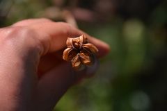 Lilieae