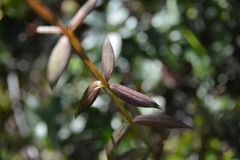 Lilieae