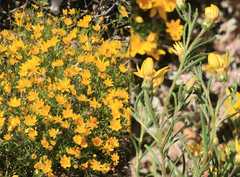 Rhynchopsidium pumilum