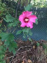 Hibiscus syriacus