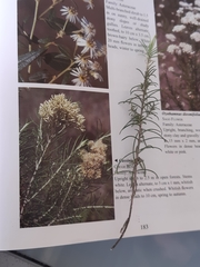 Cassinia laevis
