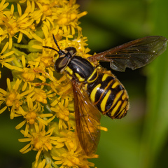 Chrysotoxum pubescens