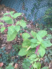 Phytolacca americana