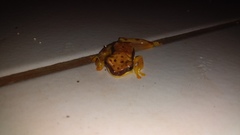 Dendropsophus rhodopeplus