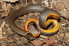 Prairie Ringneck Snake - Photo (c) Travis W. Reeder, some rights reserved (CC BY-NC), uploaded by Travis W. Reeder
