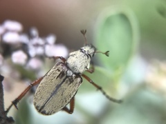 Macrodactylus uniformis
