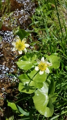 Caltha biflora