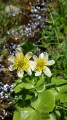 Caltha biflora
