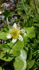 Caltha biflora