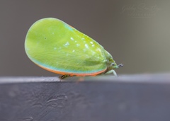 Flatida marginella