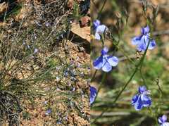 Lobelia capillifolia