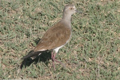 Vanellus melanopterus