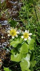 Caltha biflora