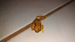 Dendropsophus rhodopeplus