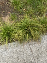 Carex virgata