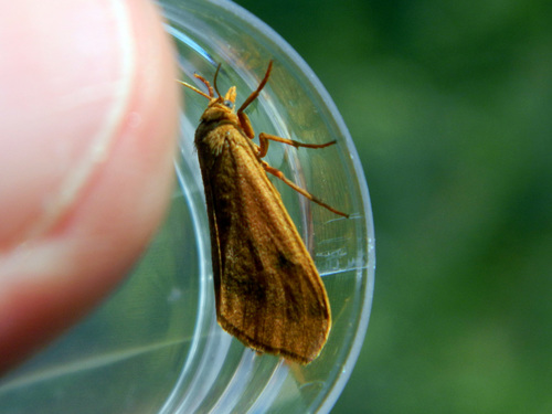 Rusty Virbia Moth photo 2