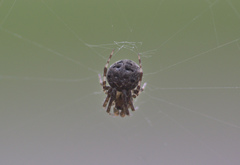 Araneidae