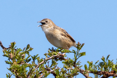 Cisticola natalensis