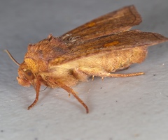 Amphipoea