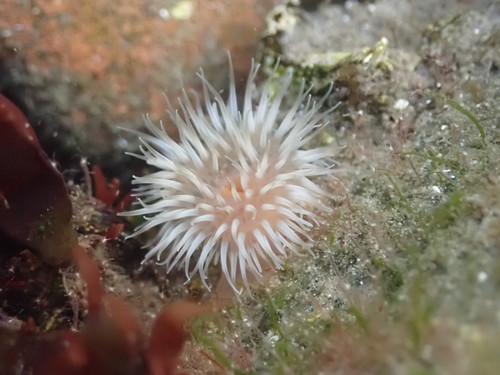 Plumose Anemone, photo 7 of 7