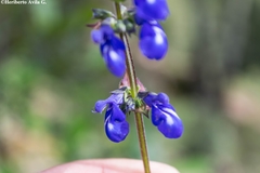 Salvia prunelloides