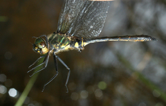 Somatochlora viridiaenea