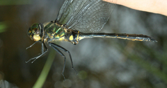 Somatochlora viridiaenea