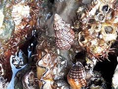 Amphissa versicolor