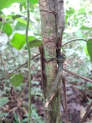 Anolis granuliceps