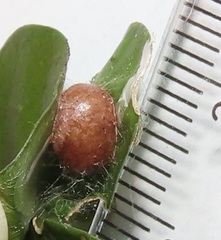 Halseyia rectifascia