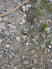 Urocerus flavicornis