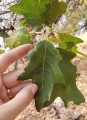 Quercus × ganderi