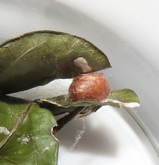 Halseyia rectifascia