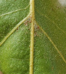 Quercus × ganderi