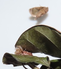 Halseyia rectifascia