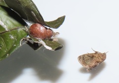 Halseyia rectifascia